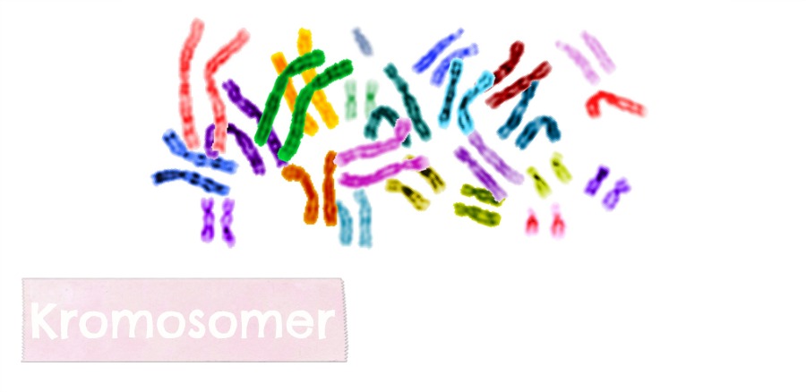 kromosomer